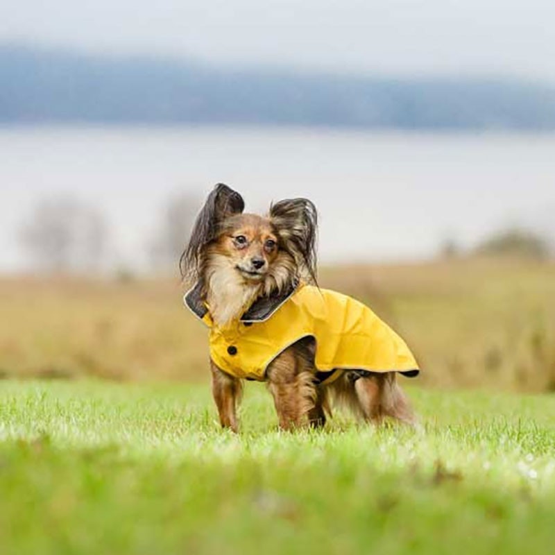 Chubasquero amarillo para perro STREAM