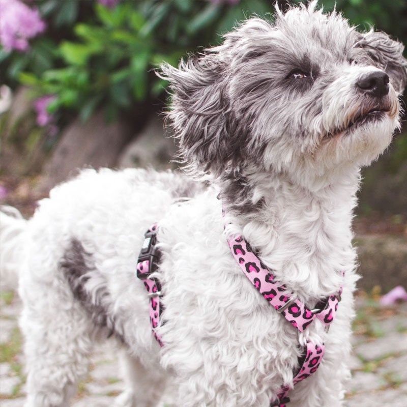 Arnés Leopard Pink