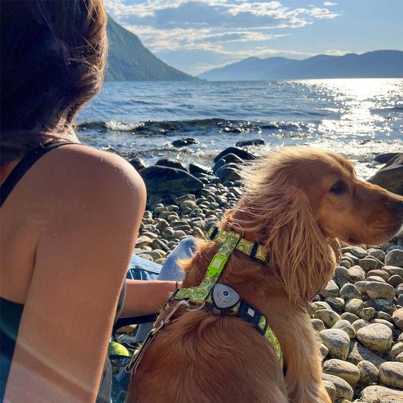 Max & Molly Kiwi | Arnés para perro ajustable