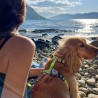 Max & Molly Kiwi | Arnés para perro ajustable