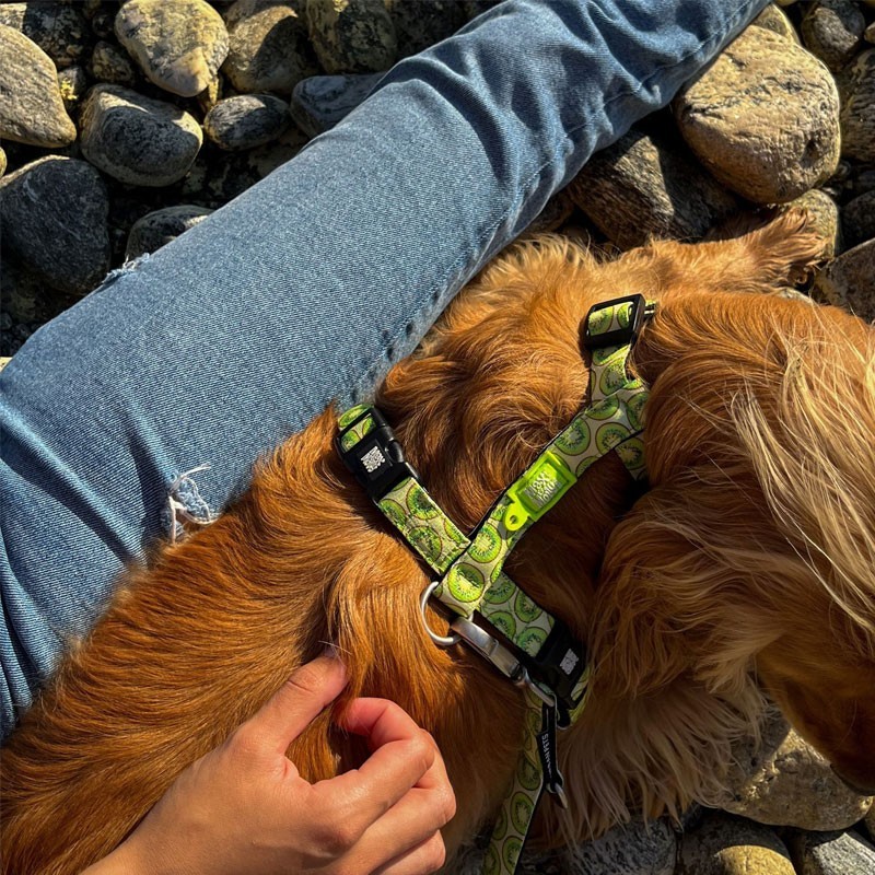 Max & Molly Kiwi | Arnés para perro ajustable