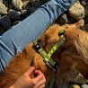 Max & Molly Kiwi | Arnés para perro ajustable