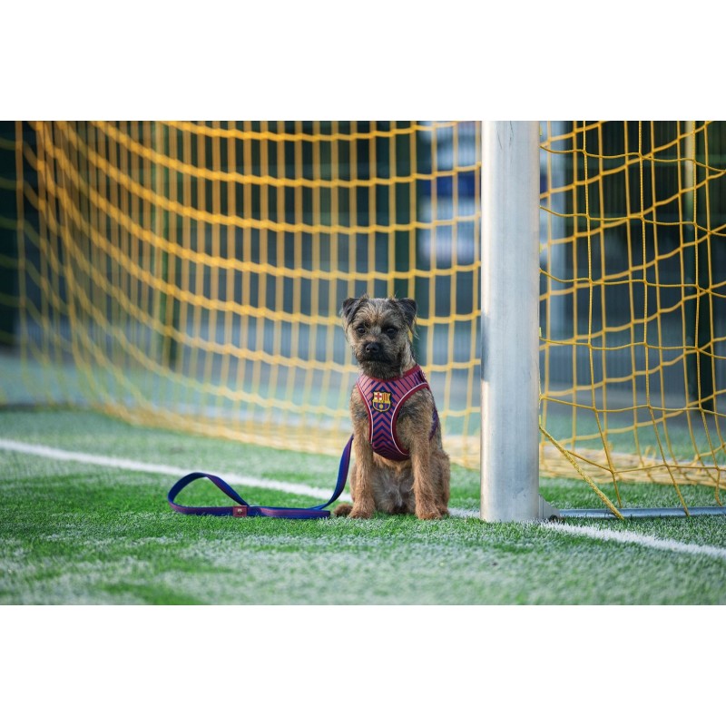 Arnès gos Barça