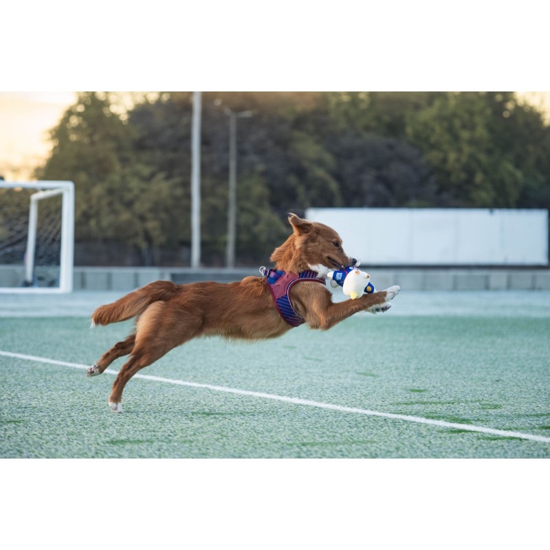Arnès gos Barça