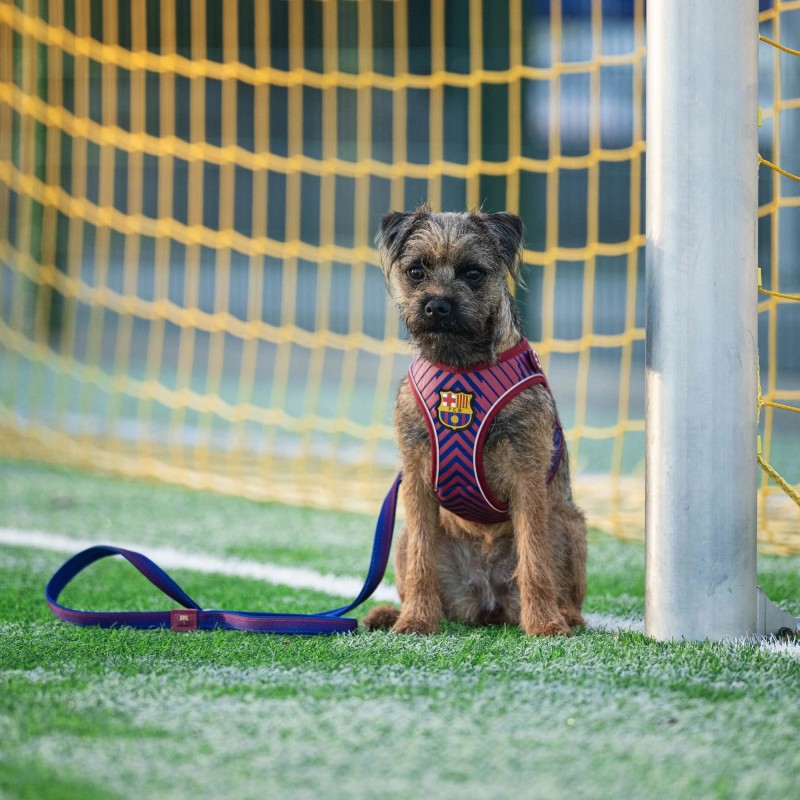 Correa para perro Barça