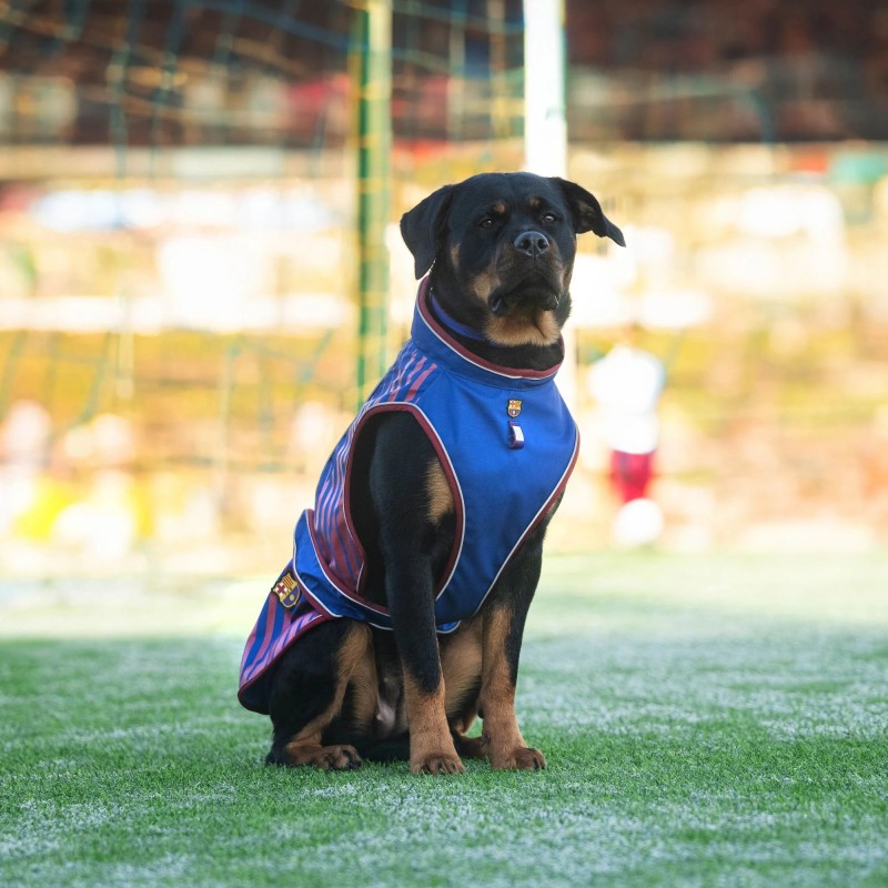 Chubasquero oficial FC Barcelona para perros impermeable blaugrana