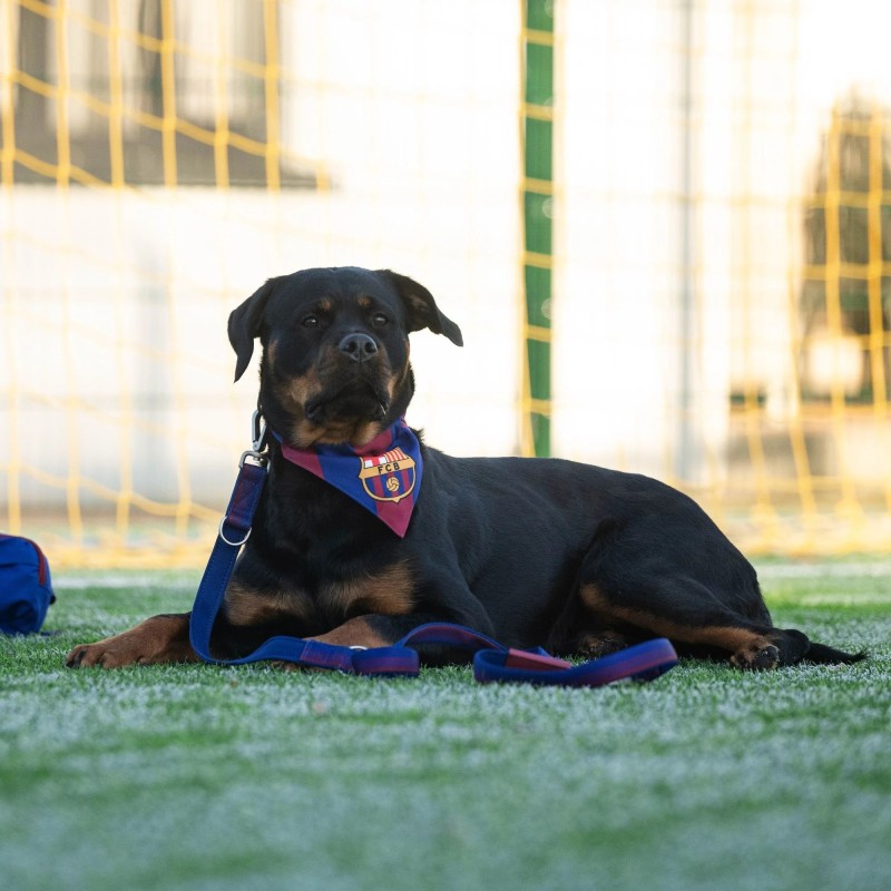 Bandana Oficial FC Barcelona