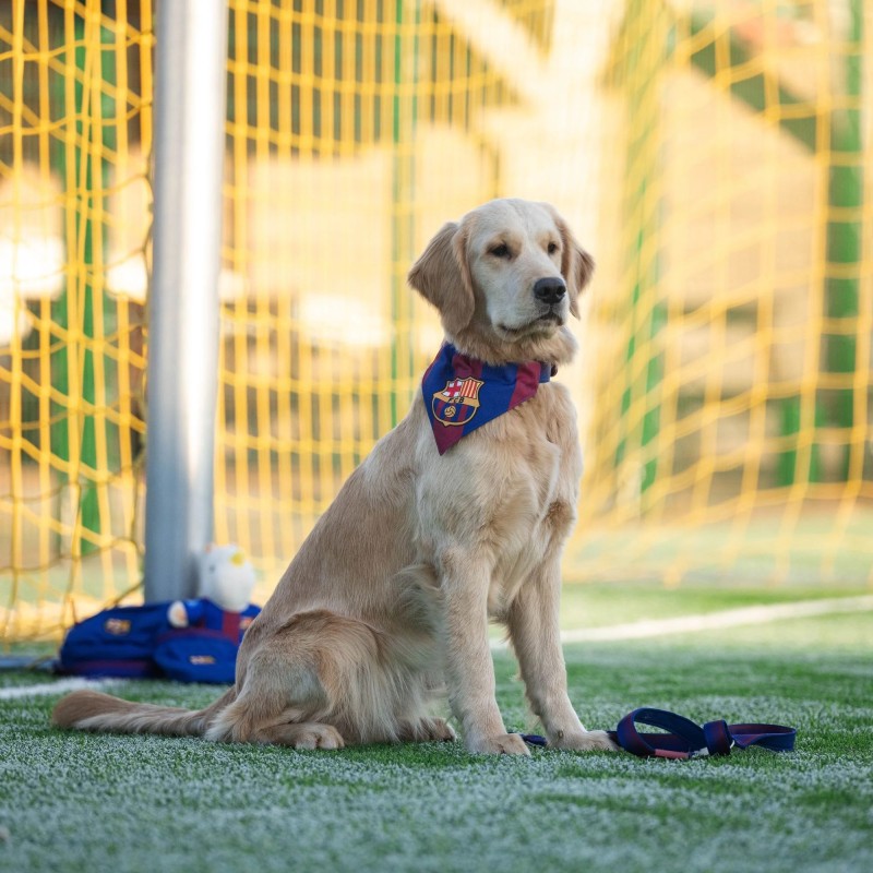 Bandana oficial FC Barcelona para perro | Max & Molly