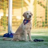 Bandana oficial FC Barcelona para perro | Max & Molly