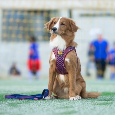 Arnés perro Barça