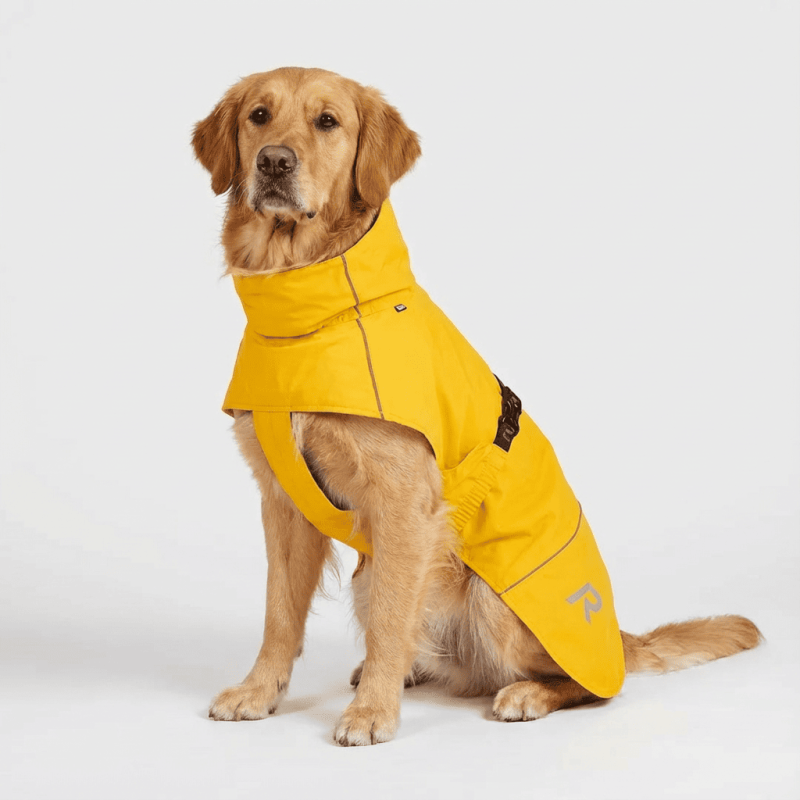 Chubasquero Golden retriever