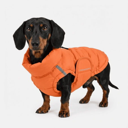 Edge Coat Orange: abrigo térmico para teckel | Smartdog