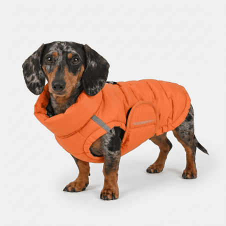 Edge Coat Orange: abrigo térmico para teckel | Smartdog