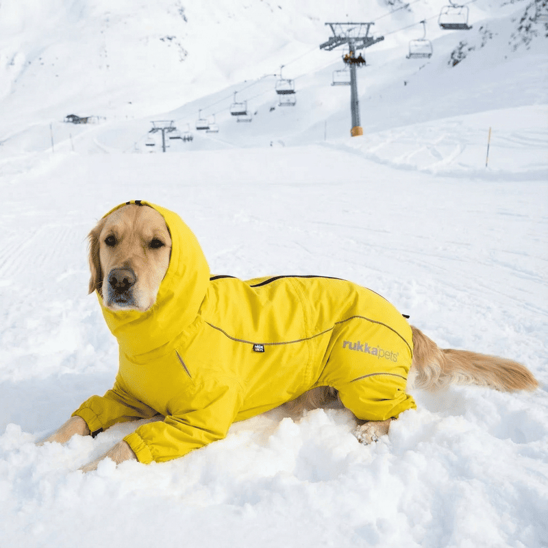 Impermeable complet groc per a gos | Smartdog