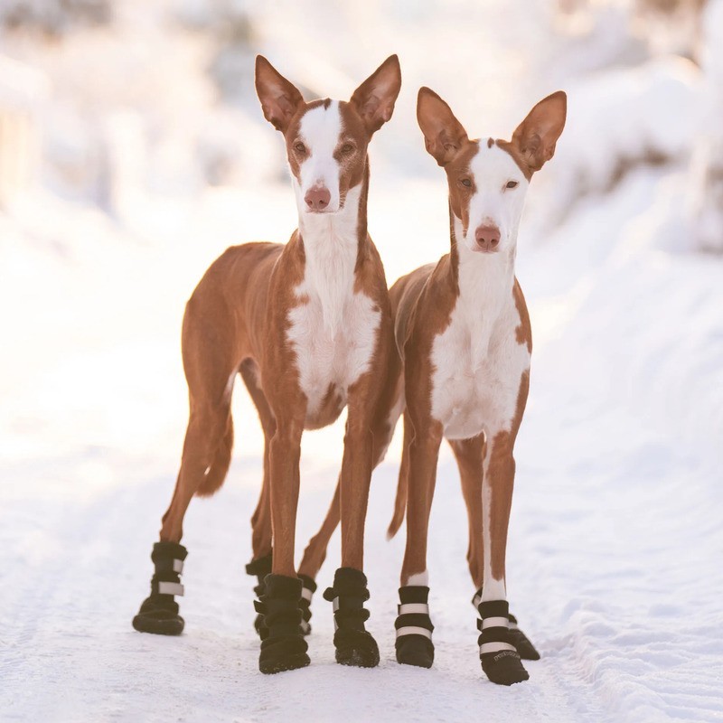 Botas protectoras para perro