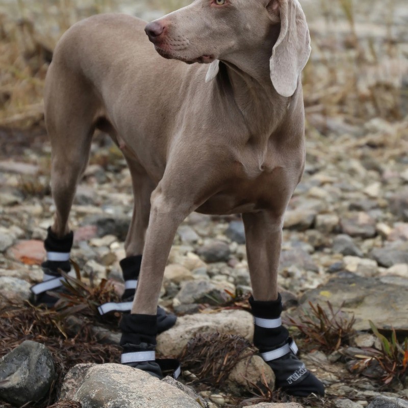 Botas protectoras para perro