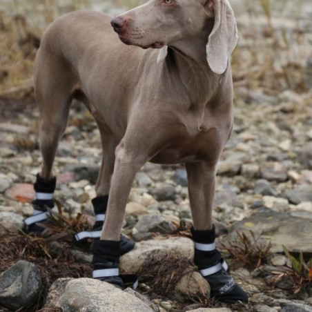 Botas protectoras para perro