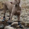 Botas térmicas para perro Rukka Thermal Winter Shoes