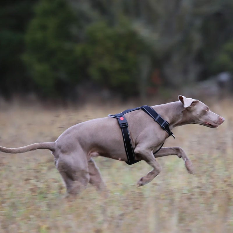 Arnés Rukka Form rojo en Y y reflectante | Smartdog