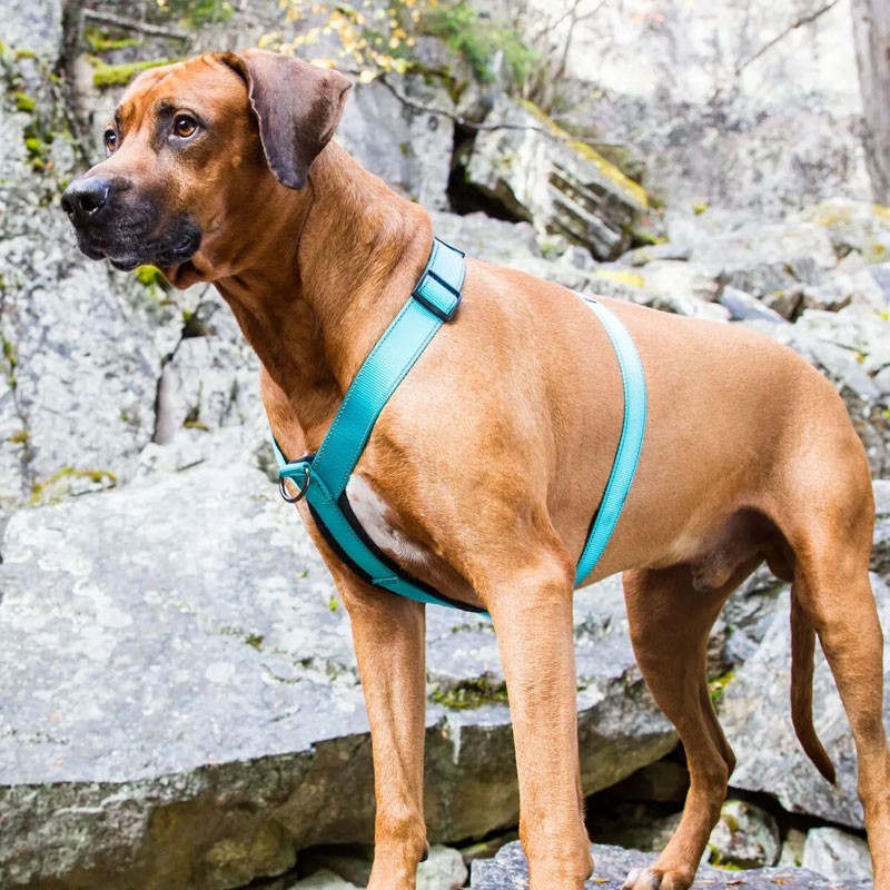 Arnès Rukka Form blau ajustable i reflectant | Smartdog