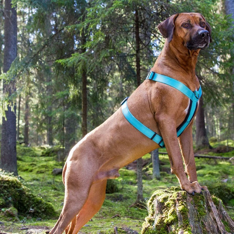 Arnés Rukka Form azul ajustable y reflectante | Smartdog