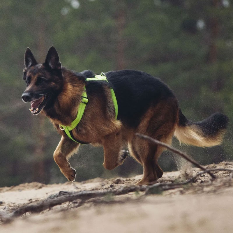 Arnés Rukka Form Neon para perro reflectante | Smartdog