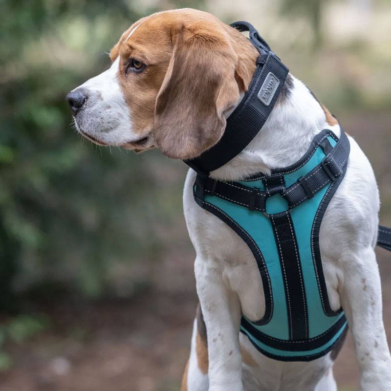 Arnés Rukka Pets Solid Turquesa ajustable en Y | Smartdog