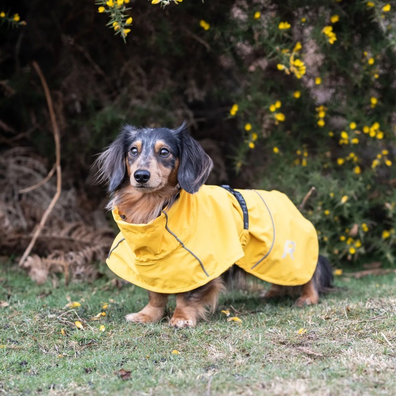 Chubasquero teckel