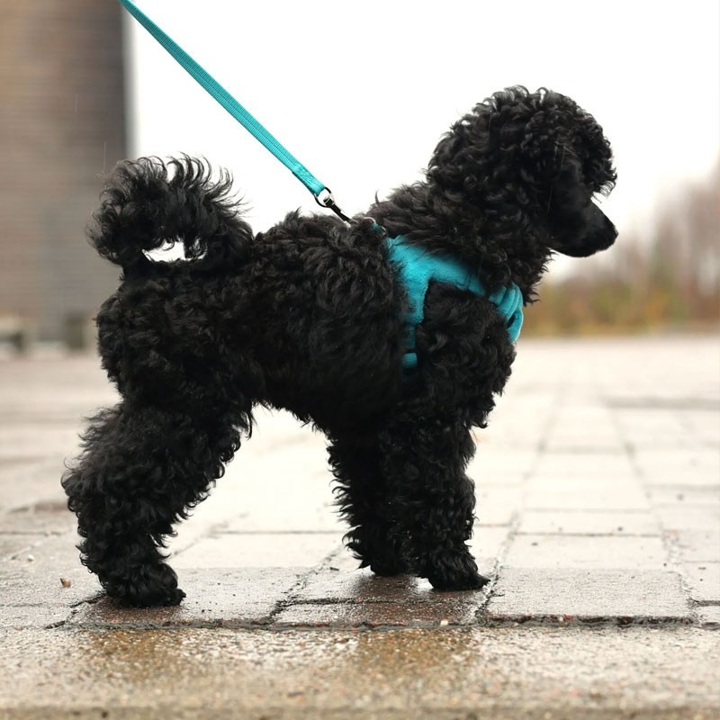 Arnés Rukka Pets Tiny turquesa para perros mini | Smartdog