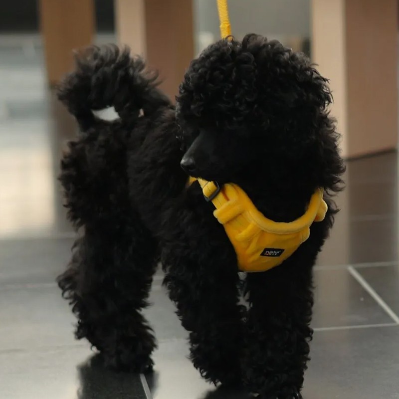 Arnés Rukka Pets Tiny amarillo para perros mini | Smartdog