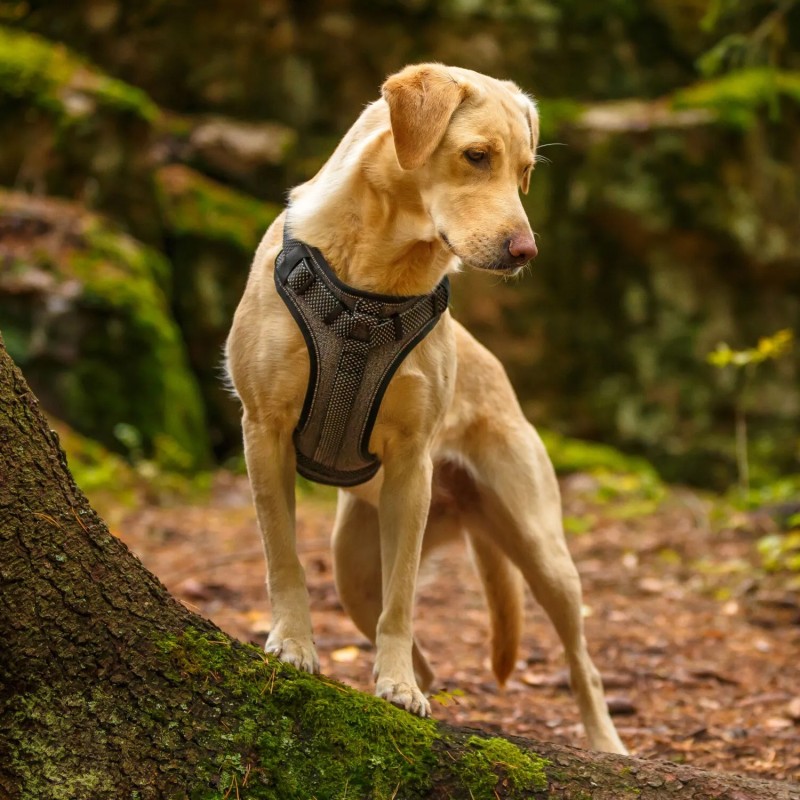 Arnés de seguridad Rukka Star para perro con asa | Smartdog
