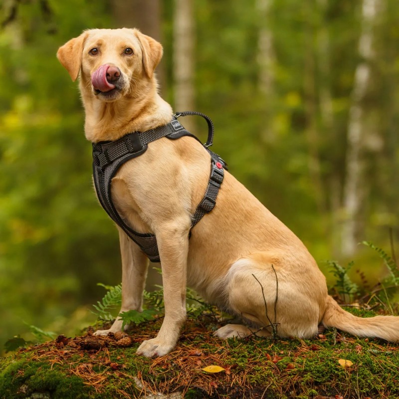 Arnés de seguridad Rukka Star para perro con asa | Smartdog