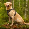 Arnés de seguridad Rukka Star para perro con asa | Smartdog