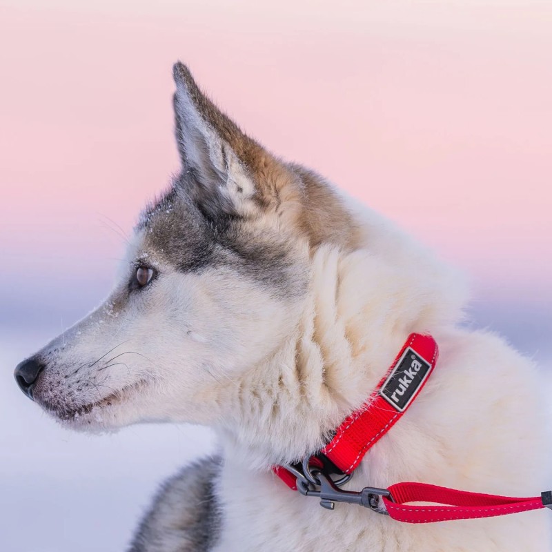 Collar Rukka Pets Bliss rojo ajustable y reflectante