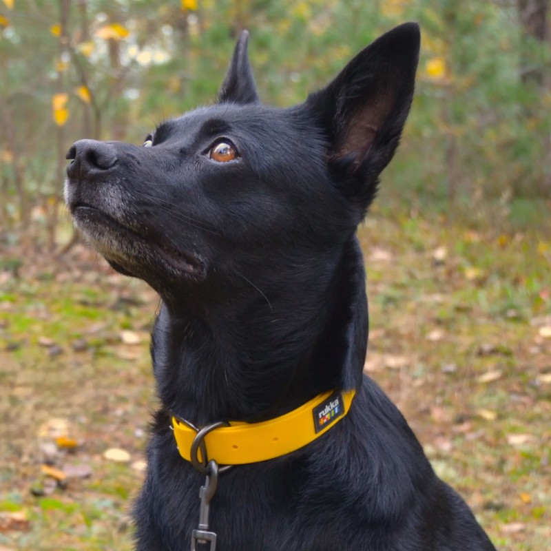Collar Rukka BioDiPro impermeable per a gos | Smartdog