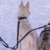 Rukka extensión para correa doble para dos perros
