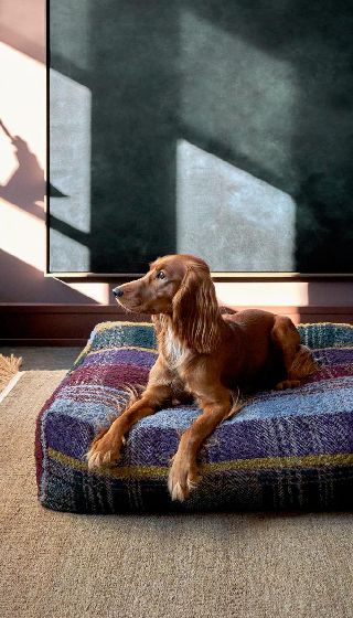 Camas para perro