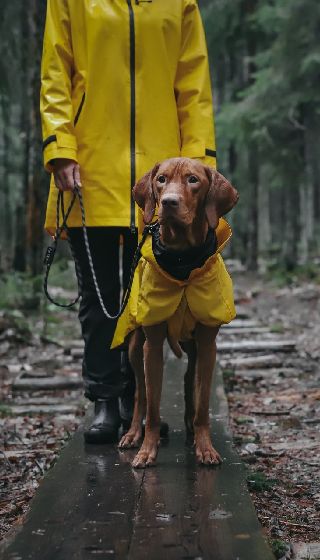 Chubasquero para perro