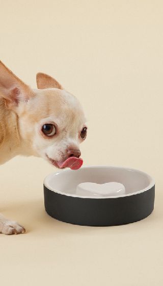 Comedero para perro