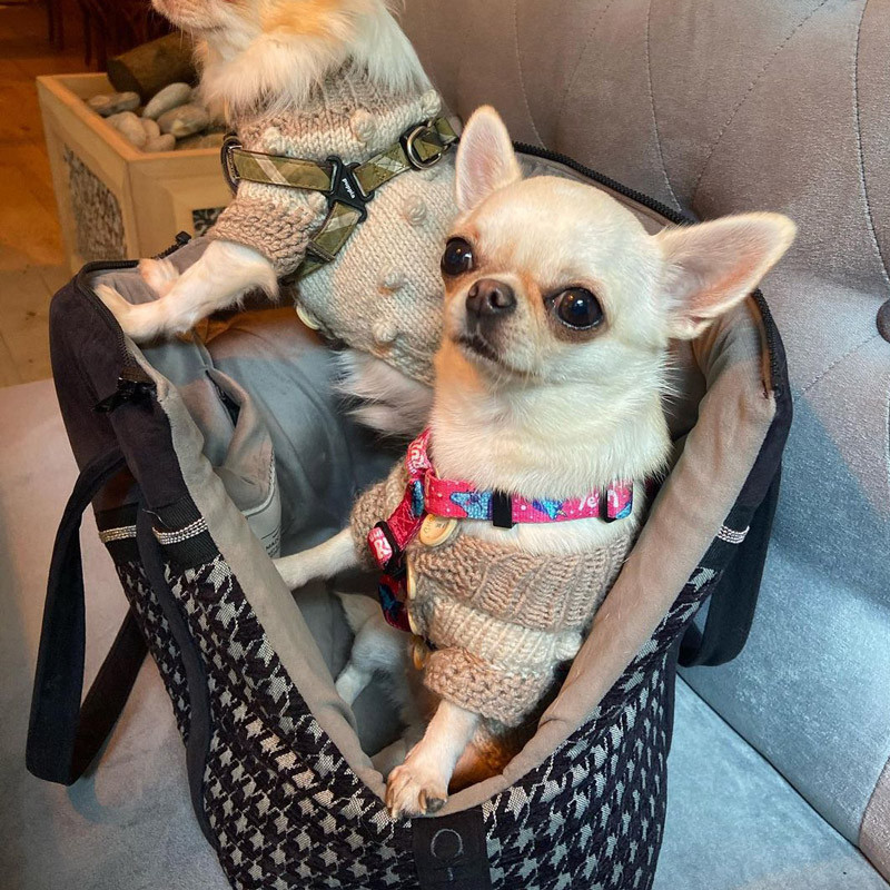 Bolsos para chihuahuas 2025