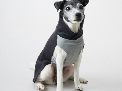 9 Ideas De Ropa Para Perros Pequenos Que Son Tendencia 2025