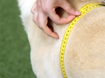 Cómo medir el chubasquero para tu perro 