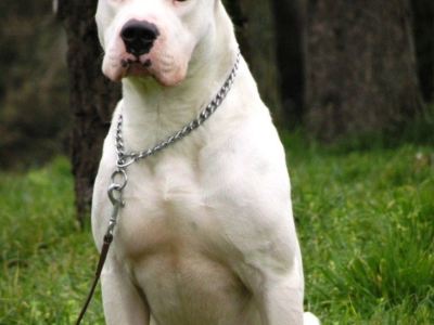 El poder de los dogos argentinos: La guía definitiva de esta poderosa raza