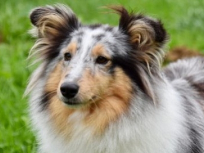 De la granja a la familia: La historia y la evolución de los Border Collie