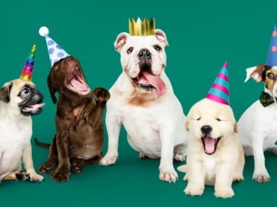 Día Mundial del Perro 2023: historia y celebraciones para tu fiel peludo