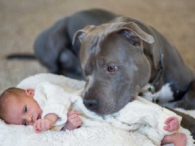 Por qué el American Staffordshire Terrier es el perro de familia perfecto