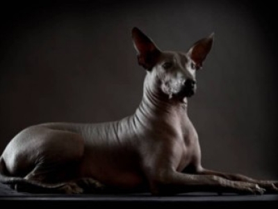 Por qué los perros sin pelo son perfectos para los alérgicos