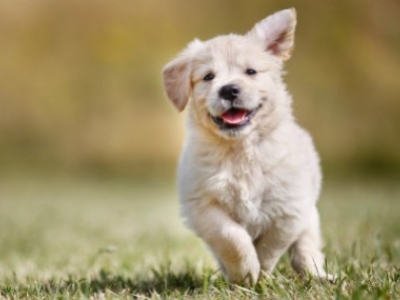 Los 10 normas esenciales para cuidar a un cachorro