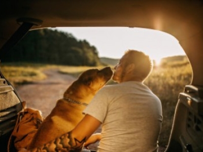 Desvelando la verdad: ¿Los perros sienten celos de los humanos?