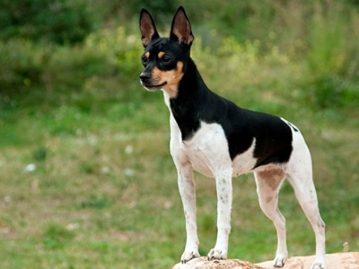 El perro ratonero valenciano: una raza única española